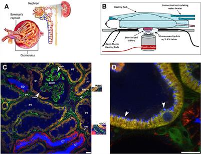 Intravital Multiphoton Microscopy as a Tool for Studying Renal Physiology, Pathophysiology and Therapeutics